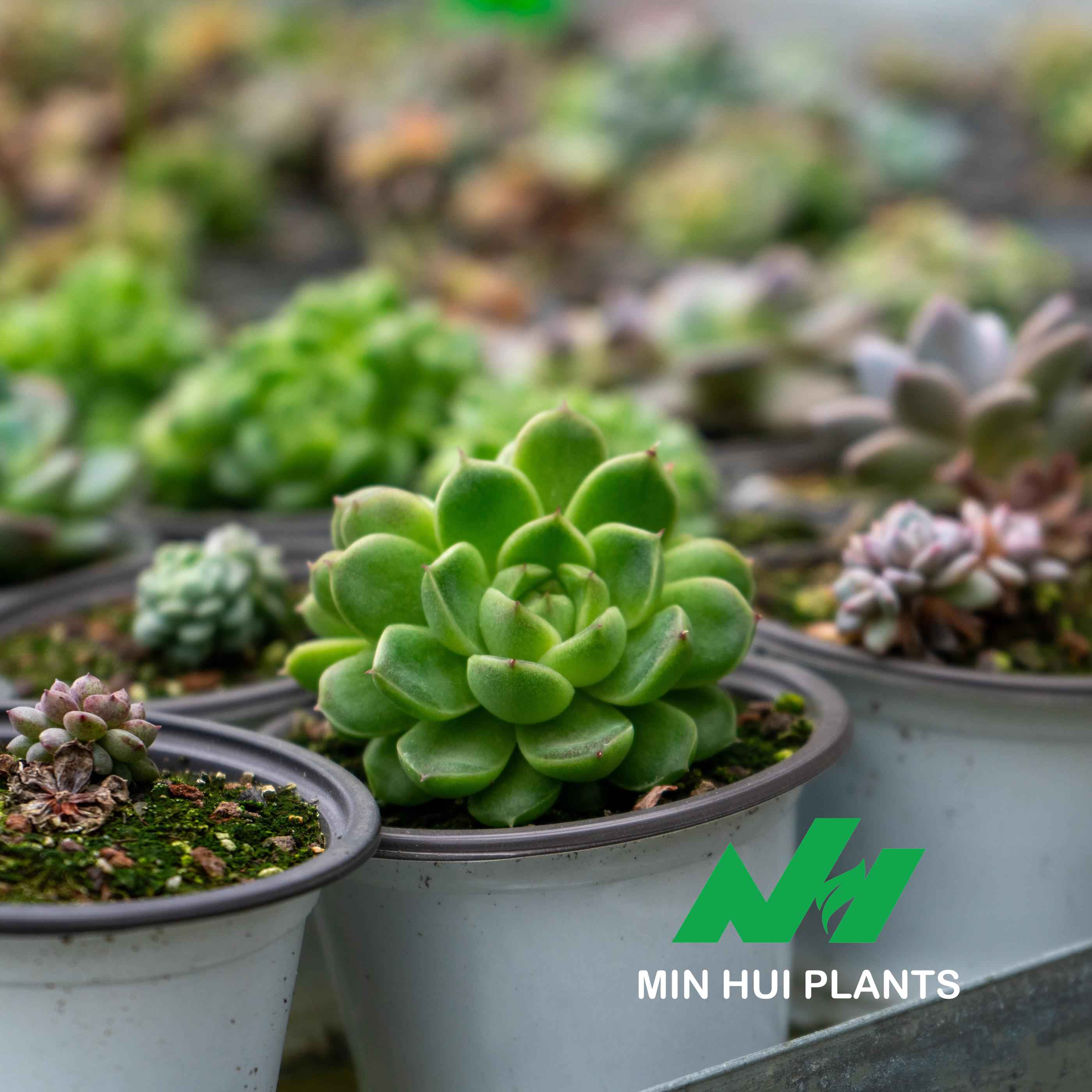 MinHui Plants-Everleaf